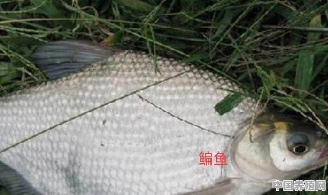 什么鱼适合闯缸 - 中国养殖网