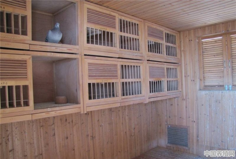 本人想养鸽子请问鸽子棚怎么建，有专业建鸽子棚的指导一下吗 - 中国养殖网