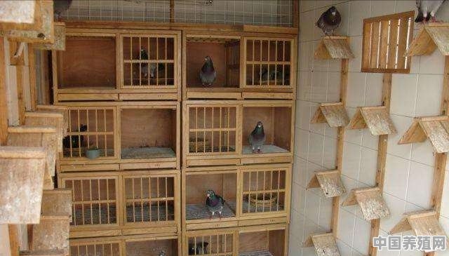 本人想养鸽子请问鸽子棚怎么建，有专业建鸽子棚的指导一下吗 - 中国养殖网