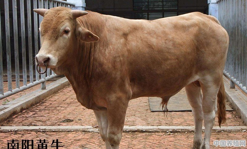 牛的品种有哪些？寒冷地区适合养哪种牛 - 中国养殖网