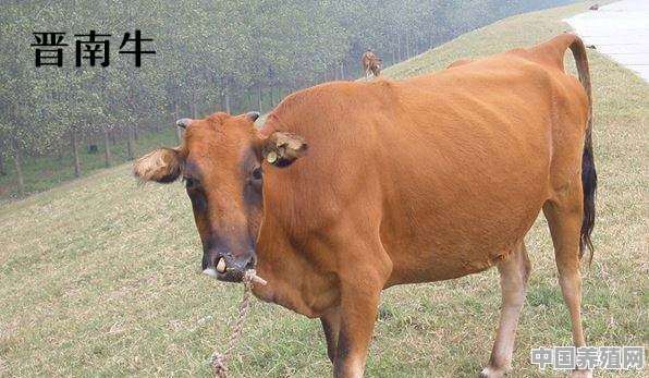 牛的品种有哪些？寒冷地区适合养哪种牛 - 中国养殖网