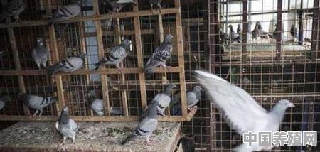 丹东小区可以养鸽子吗 - 中国养殖网