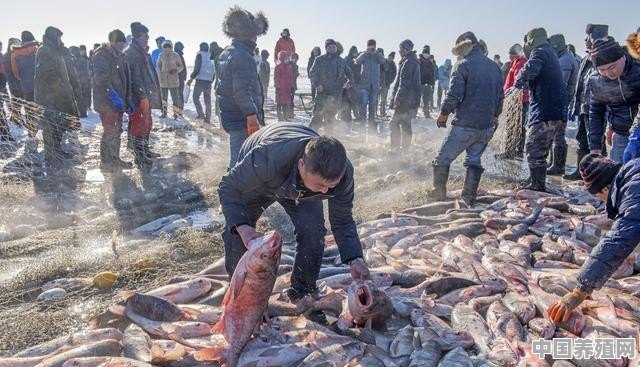 如何才能将十五亩有水鱼塘里的鱼给打捞完 - 中国养殖网
