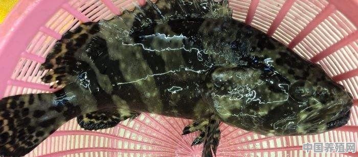 菜市场上的鲢鱼鲤鱼等，怎样区分是人工养殖的还是野生的 - 中国养殖网