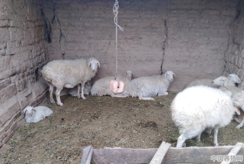 在外边打工也挣不了多少钱，想回农村老家慢慢发展养羊怎么样呢 - 中国养殖网