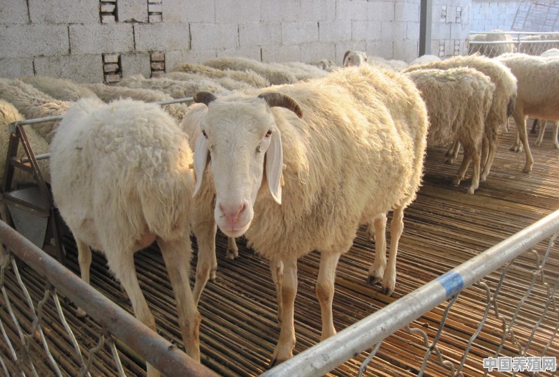 在外边打工也挣不了多少钱，想回农村老家慢慢发展养羊怎么样呢 - 中国养殖网