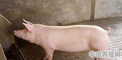 肉猪的饲养技术要点有哪些 - 中国养殖网