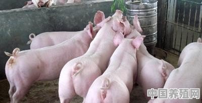 肉猪的饲养技术要点有哪些 - 中国养殖网