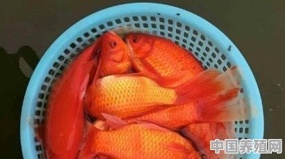 食用鱼和观赏鱼谁更容易养活 - 中国养殖网