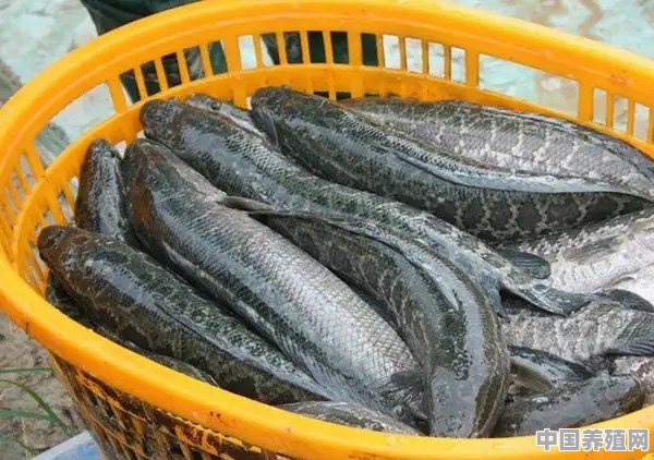 怎么样养幼苗黑鱼 - 中国养殖网