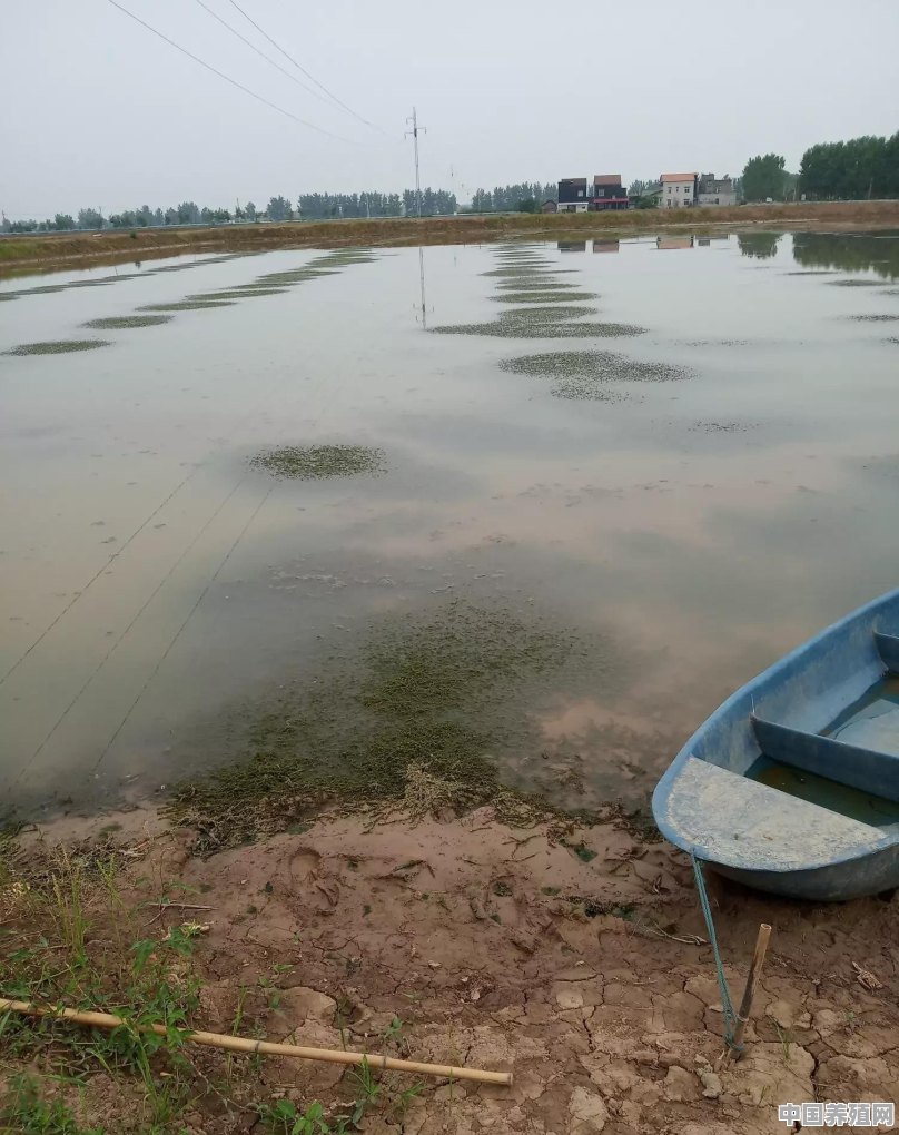 虾塘死草怎么处理 - 中国养殖网