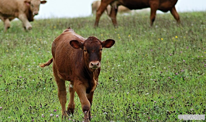 冬季养牛，牛会被冻死吗?牛冬季产仔如何喂养 - 中国养殖网