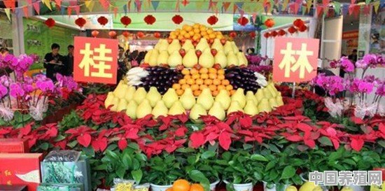 广西有什么特色农副产品 - 中国养殖网