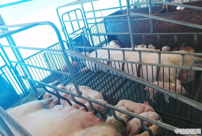 养猪可以做到无抗养殖么 - 中国养殖网
