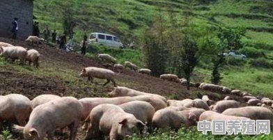 在农村放养猪可行吗？为什么 - 中国养殖网