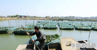 如何预防黄鳝在田埂上打洞逃跑 - 中国养殖网