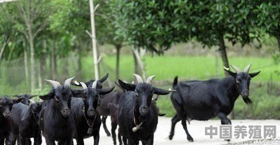 今年在家选择养羊有前景吗 - 中国养殖网