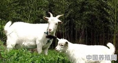今年在家选择养羊有前景吗 - 中国养殖网