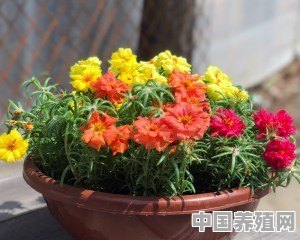 太阳花需要带根种吗 - 中国养殖网