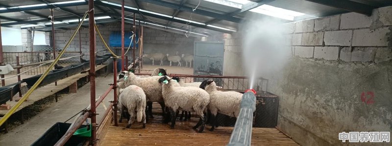 如何养1000只羊 - 中国养殖网