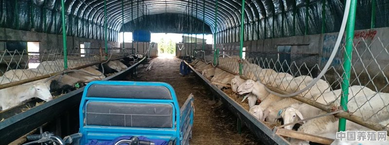 如何养1000只羊 - 中国养殖网