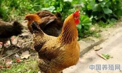 想在农村养殖鸡，但啥都不懂，刚开始应该从哪入手恳求各位指教下 - 中国养殖网