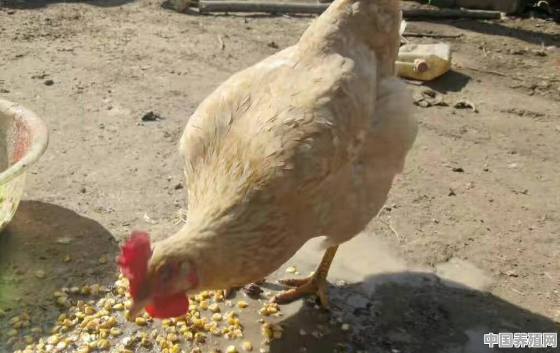 养鸡需要定期驱虫吗 - 中国养殖网