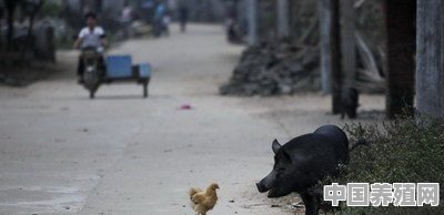 养鸡需要定期驱虫吗 - 中国养殖网