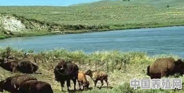 散养黄牛为什么不好好吃草，一直跑，是不是牛缺什么呢 - 中国养殖网