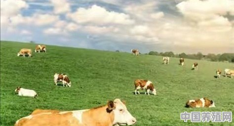 散养黄牛为什么不好好吃草，一直跑，是不是牛缺什么呢 - 中国养殖网