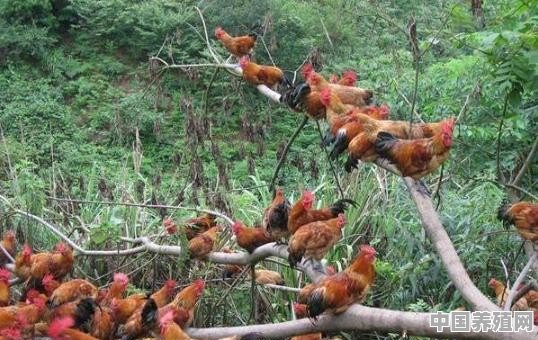 大家最认可什么样的生态养殖土鸡模式 - 中国养殖网