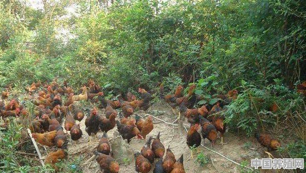 大家最认可什么样的生态养殖土鸡模式 - 中国养殖网