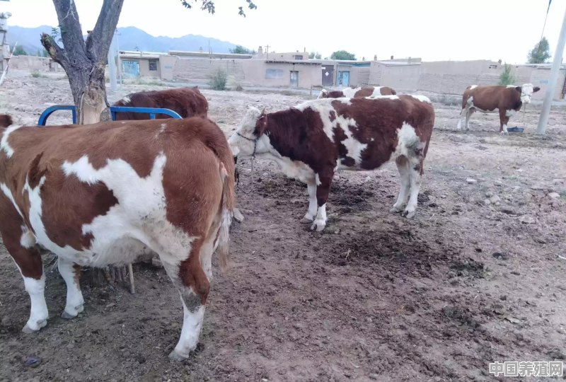 在农村弄一个养牛场，需多少资金，需哪些设备，怎么出售 - 中国养殖网