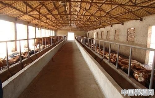在农村弄一个养牛场，需多少资金，需哪些设备，怎么出售 - 中国养殖网