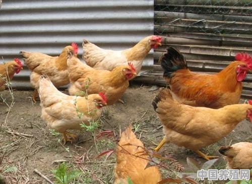 养鸡用哪种护栏 - 中国养殖网