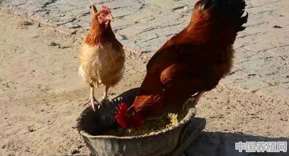 养鸡用哪种护栏 - 中国养殖网