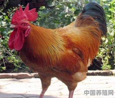 农村果园和鸡混养赚钱吗 - 中国养殖网