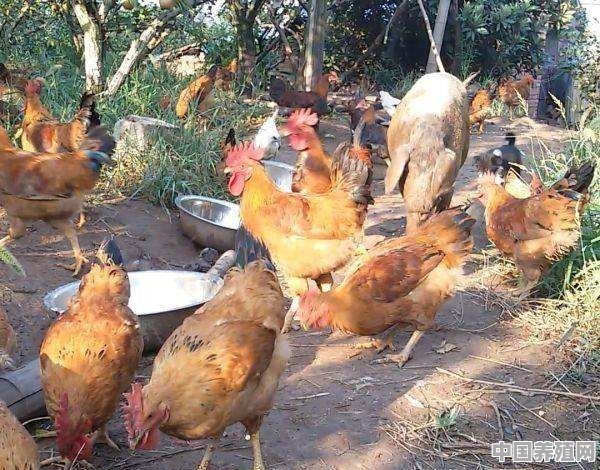 农村果园和鸡混养赚钱吗 - 中国养殖网