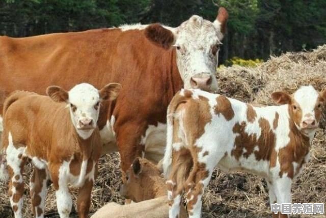 怎样进行“小白牛肉”犊牛的饲养 - 中国养殖网