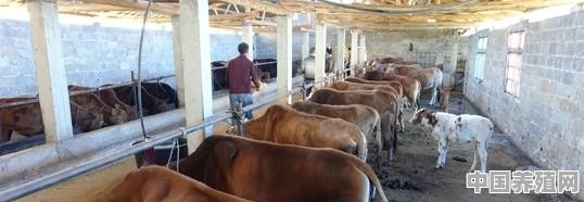 怎样进行“小白牛肉”犊牛的饲养 - 中国养殖网