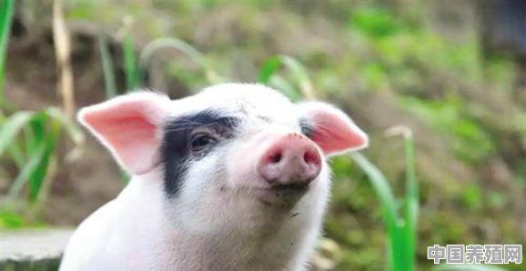 请问农村养殖土猪什么品种好？中华4大名猪哪个品种肉最好吃 - 中国养殖网