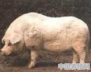 请问农村养殖土猪什么品种好？中华4大名猪哪个品种肉最好吃 - 中国养殖网