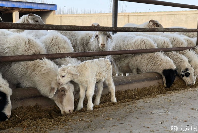 养什么羊效益最好 - 中国养殖网