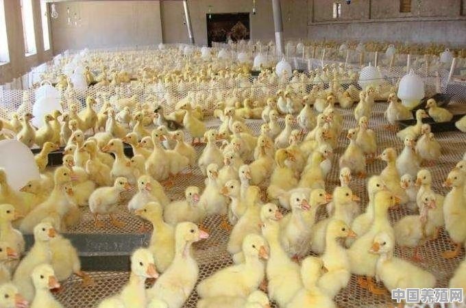 养鹅需要哪些饲料加工设备和养殖设备 - 中国养殖网