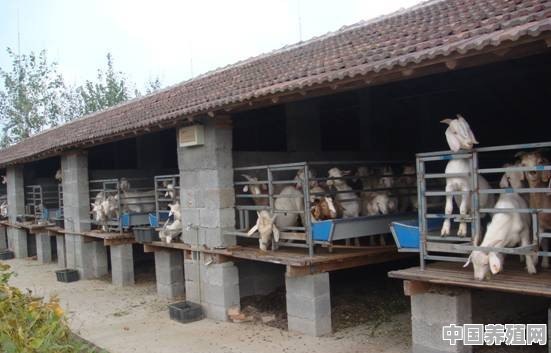 养鹅需要哪些饲料加工设备和养殖设备 - 中国养殖网