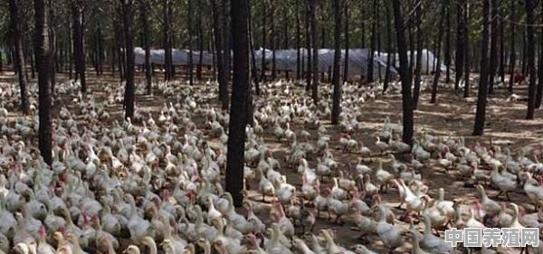 鸭子能下几年蛋 - 中国养殖网