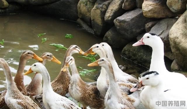 鸭子能下几年蛋 - 中国养殖网