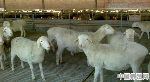想在浙江山区养羊，投资十万，能有多少利润 - 中国养殖网