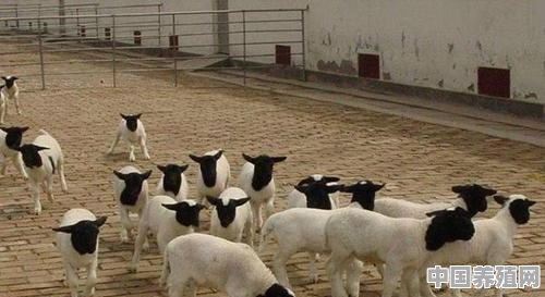 想在浙江山区养羊，投资十万，能有多少利润 - 中国养殖网