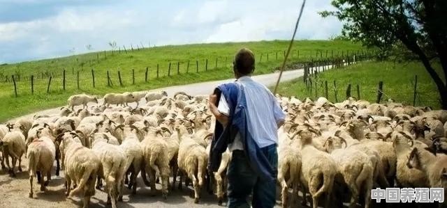 2022创业养羊，风险大吗？能赚钱吗 - 中国养殖网